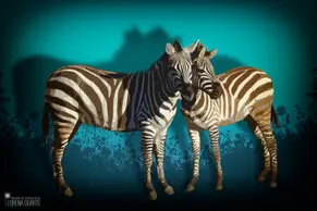 Fotos de Lorena Duarte Diseño & Fotografía